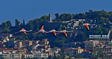 εξωτικά φοινικόπτερα