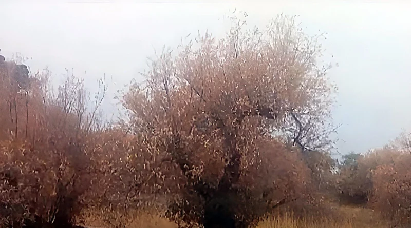 λειψυδρία ξέρανε τα ελαιόδεντρα