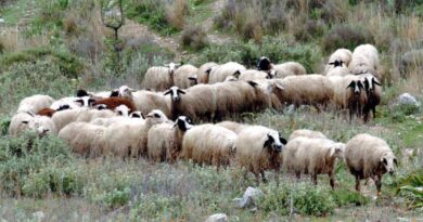 Τα μέτρα της Γενικής Διεύθυνσης Κτηνιατρικής του ΥΠΑΑΤ για την ευλογιά, έως 22 Νοεμβρίου