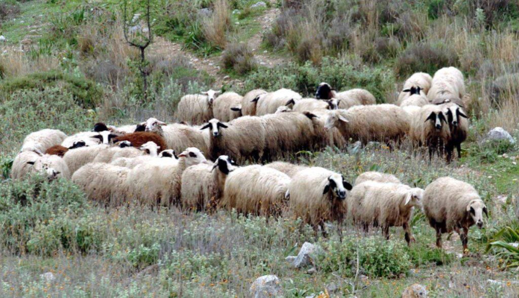 Τα μέτρα της Γενικής Διεύθυνσης Κτηνιατρικής του ΥΠΑΑΤ για την ευλογιά