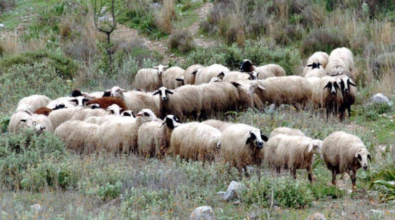 Τα μέτρα της Γενικής Διεύθυνσης Κτηνιατρικής του ΥΠΑΑΤ για την ευλογιά