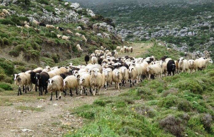 ΕΛΓΑ: Εκκαθάριση πληρωμών σε κτηνοτρόφους για Daniel - Elias