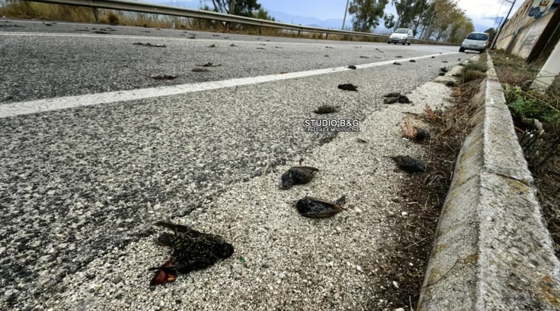 Εκατοντάδες νεκρά πουλιά στην παραλιακή Ναυπλίου - Νέας Κίου